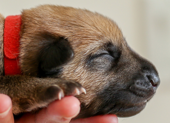 chinook puppy